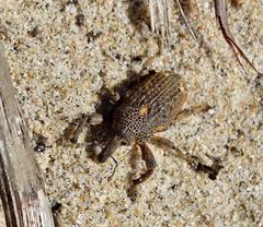 Sternuchopsis glanvillei