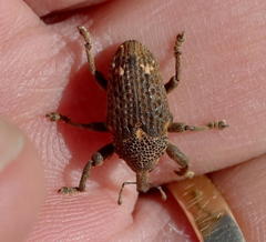 Sternuchopsis glanvillei