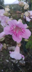 Podranea