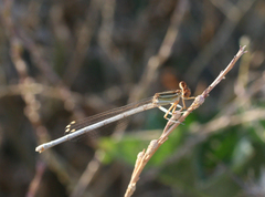 Platycnemis dealbata