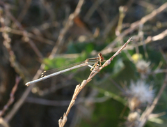 Platycnemis dealbata