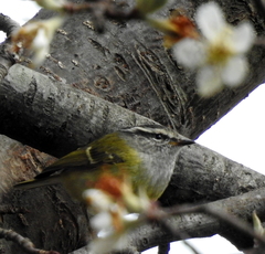 Phylloscopus maculipennis