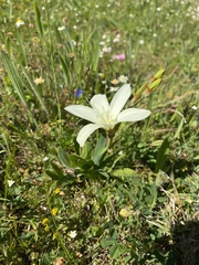 Sparaxis grandiflora