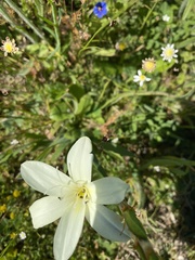 Sparaxis grandiflora