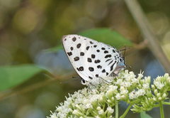 Tajuria maculata