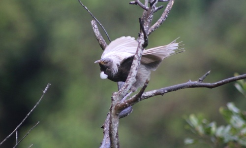 Tūī, photo 5 of 7
