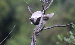 Tui photo 4