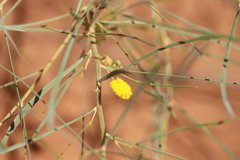 Acacia adsurgens