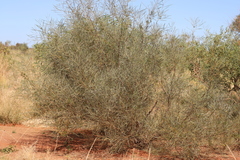 Acacia adsurgens