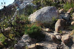 Nanobubon strictum