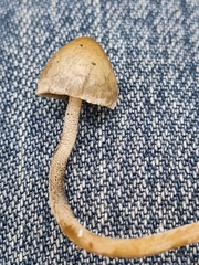 Panaeolus alcis