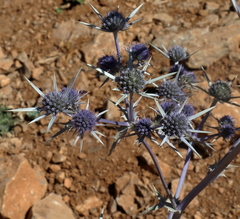 Eryngium billardieri