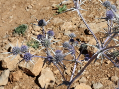 Eryngium billardieri