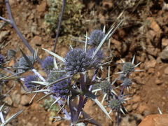 Eryngium billardieri