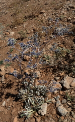 Eryngium billardieri
