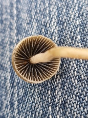 Panaeolus alcis