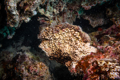 Leptoseris incrustans