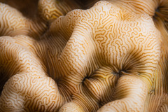 Leptoseris incrustans