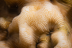 Leptoseris incrustans