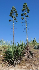 Agave americana
