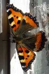 Aglais urticae