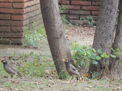 Acridotheres tristis