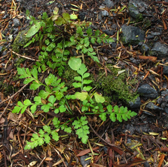Asplenium hookerianum