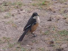 Laniarius ferrugineus ferrugineus