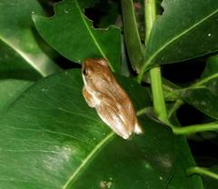 Hyperolius marmoratus marmoratus