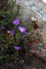 Lampranthus emarginatus
