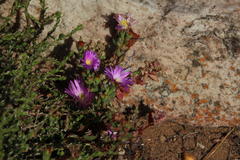 Lampranthus emarginatus