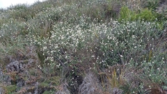 Pimelea nivea