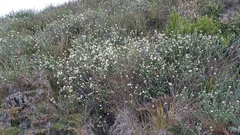Pimelea nivea