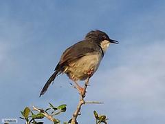 Apalis thoracica capensis