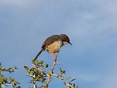 Apalis thoracica capensis
