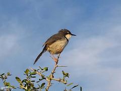 Apalis thoracica capensis