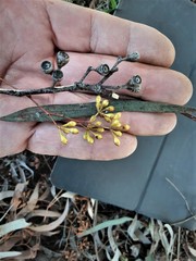 Eucalyptus crebra