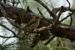 Dicaeum chrysorrheum