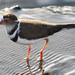 African Three-banded Plover - Photo (c) Brian du Preez, some rights reserved (CC BY-SA), uploaded by Brian du Preez