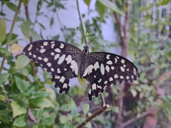 Papilio demoleus