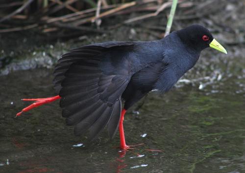Black Crake