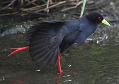Black Crake photo 3