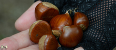 Castanea crenata