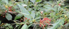 Lindera erythrocarpa