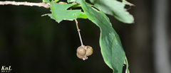 Neoshirakia japonica