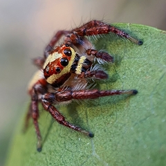 Cytaea alburna