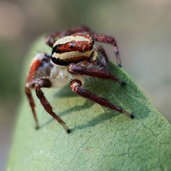 Cytaea alburna