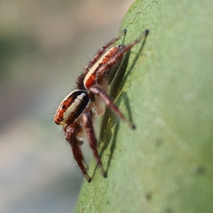Cytaea alburna