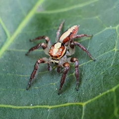 Cytaea alburna