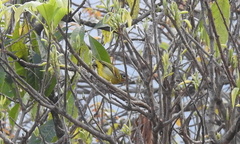 Pteruthius melanotis